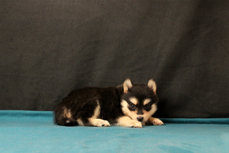 puppy, for, sale, Pomsky, Matthew B. Stoltzfus, dog, breeder, Gap, PA, dog-breeder, puppy-for-sale, forsale, nearby, find, puppyfind, locator, puppylocator, aca